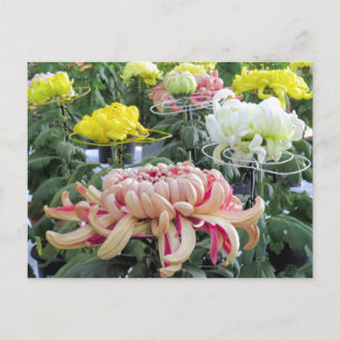 Florists’ daisy：Postcard Postcard