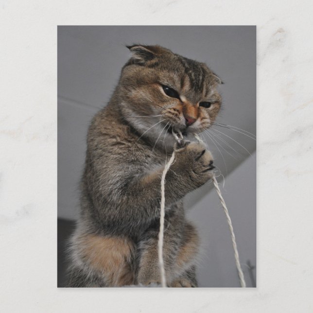 Flossing cat postcard (Front)