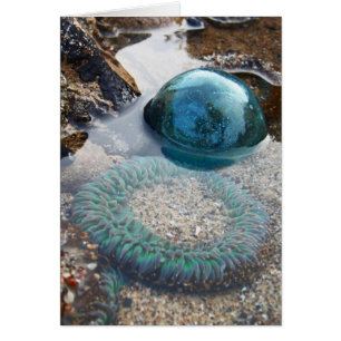 Flotteur et anémone en verre