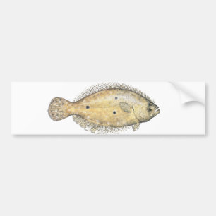 Flounder Bumper Sticker