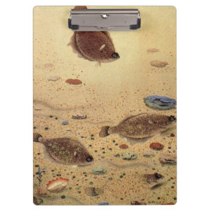 Flounders or Flat Fish, Vintage Marine Ocean Life  Clipboard
