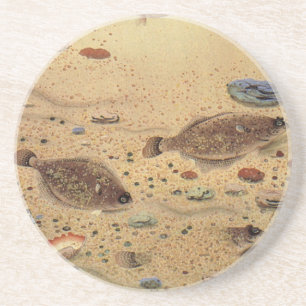 Flounders or Flat Fish, Vintage Marine Ocean Life Coaster