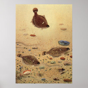 Flounders or Flat Fish, Vintage Marine Ocean Life  Poster
