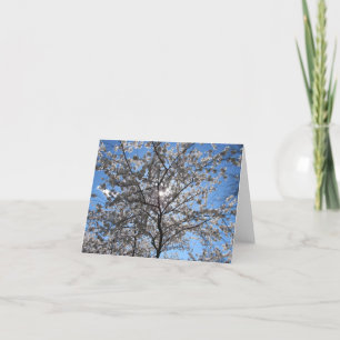 Flourishing Cherry Blossom Tree Notecard