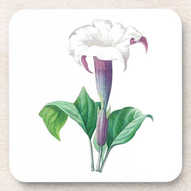 Flower: A006 Thorn Apple - Coaster (Front)