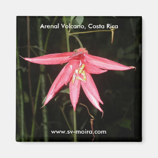 Flower, Arenal Volcano, Costa Rica Magnet