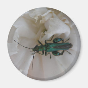 Flower Beetle Magnet
