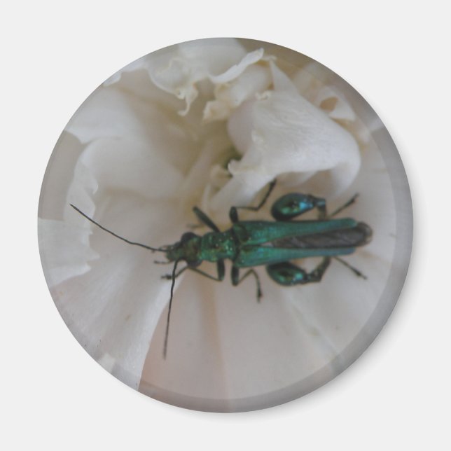 Flower Beetle Magnet (Front)