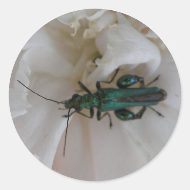 Flower Beetle Sticker (Front)