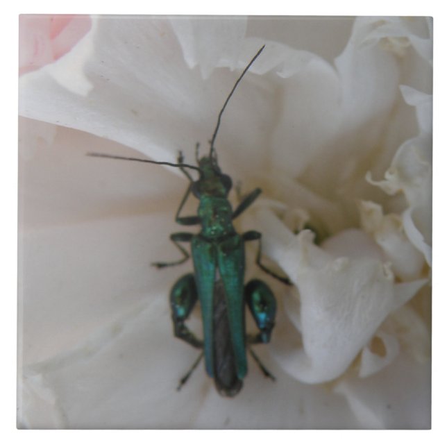Flower Beetle Tile (Front)