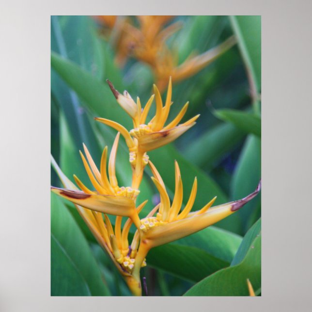 Flower bird poster (Front)