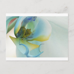 Flower Blue Orchid Postcard