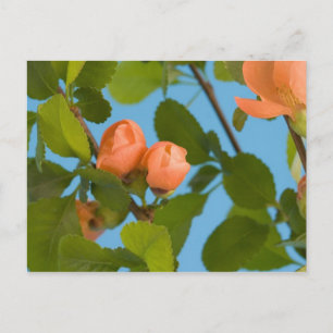 flower buds postcard