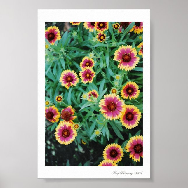Flower Burst Poster (Front)