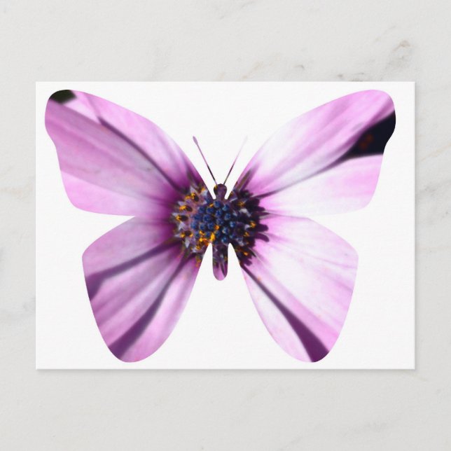 Flower Butterfly Postcard (Front)