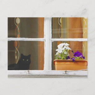 Flower by the window, Sighisoara, Romania Postcard