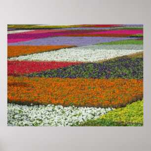 Flower Carpet Poster