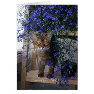 Flower Cat