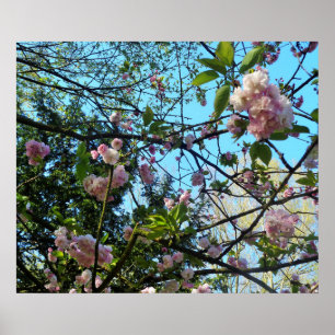 Flower Chercher, Nature, Arbre, Fleur, Poster