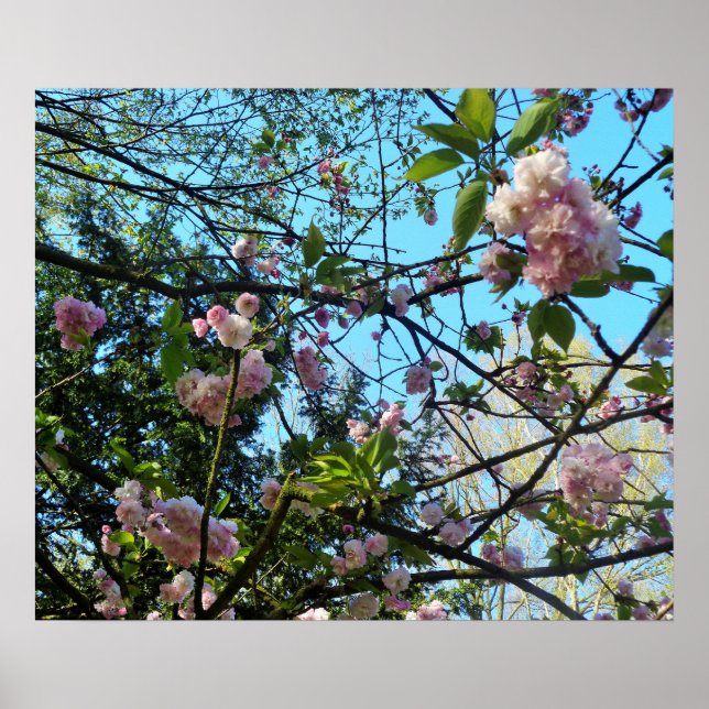 Flower Chercher, Nature, Arbre, Fleur, Poster (Devant)