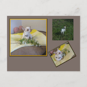 Flower Chihuahua Postcard