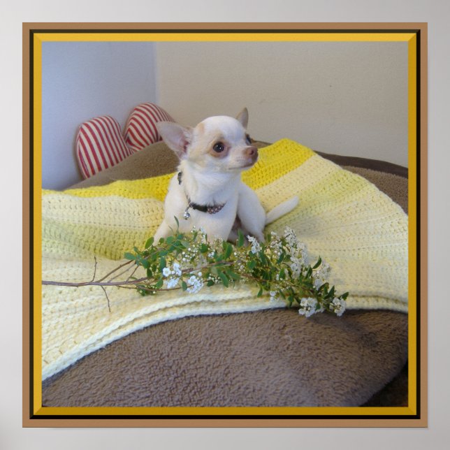 Flower Chihuahua Poster (Front)