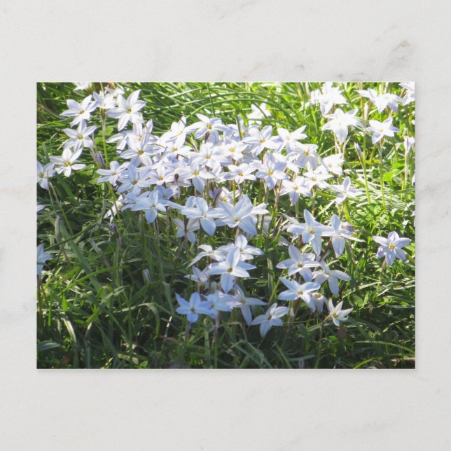 Flower Cluster Postcard (Front)
