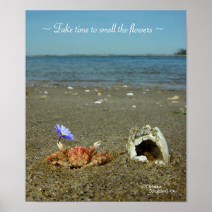 Flower Crab Ocean Poster