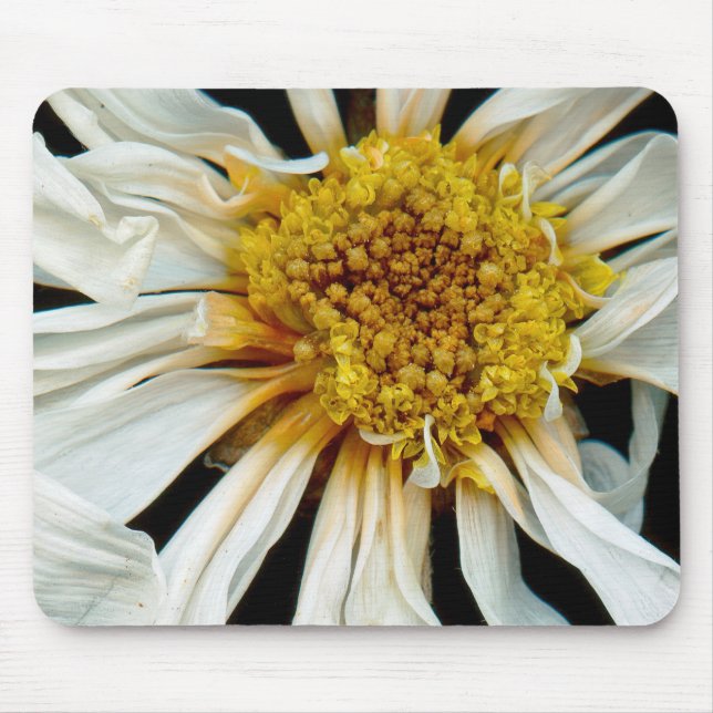 Flower - Daisy - Drunken sun Mouse Pad (Front)