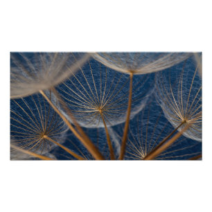 Flower, dandelion, photo print