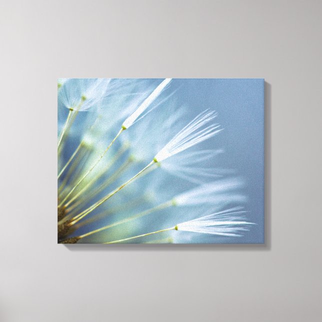 Flower Dandelion Seed Head Canvas Print (Front)