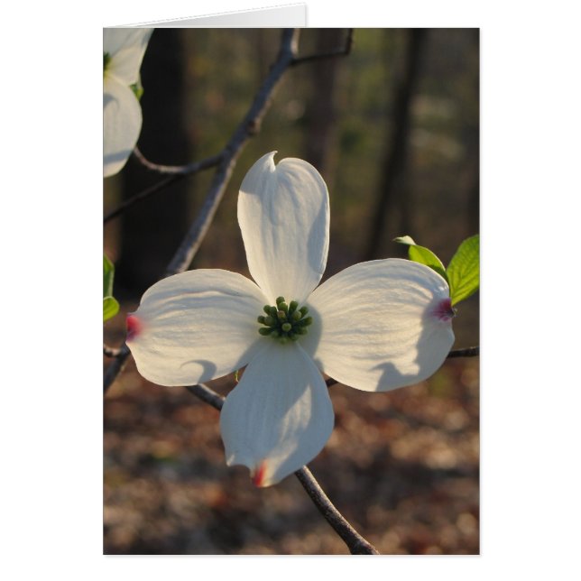 Flower Dogwood - Customisé2 (Devant)