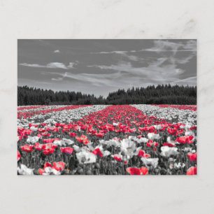 Flower Field Minimalist Selective Colour Photograp Postcard