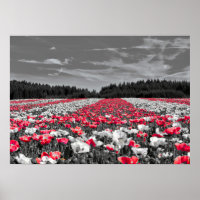 Flower Field Minimalist Selective Colour Photograp