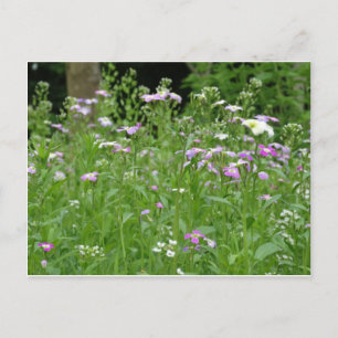 flower field postcard