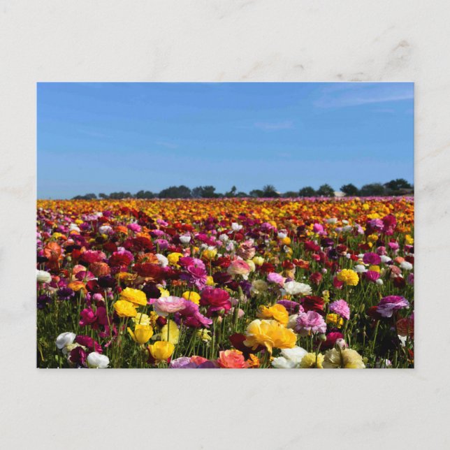 Flower fields in California Postcard (Front)