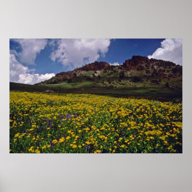 Flower fields near Sonora Pass, California Pink fl Poster (Front)