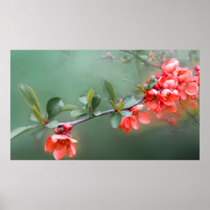Flower flowers quince bush spring poster