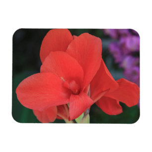 Flower found in the gardens of the D. Carlos I Magnet
