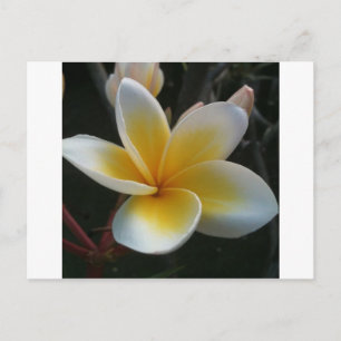 flower from thailand postcard