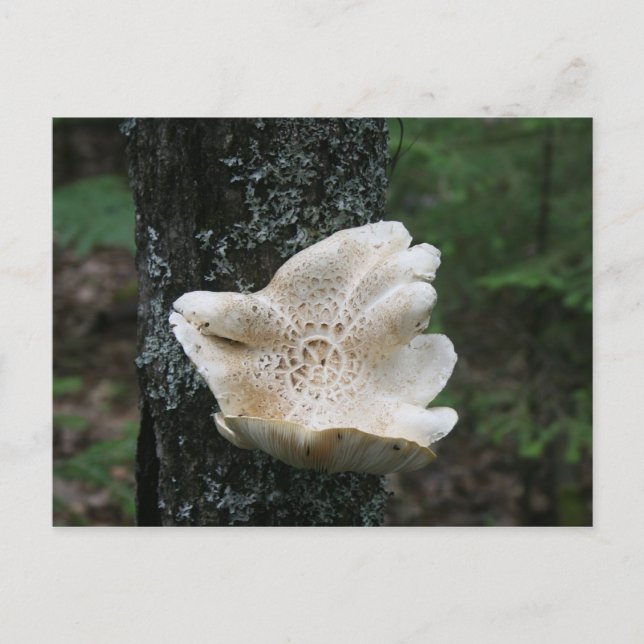 Flower Fungus Postcard (Front)