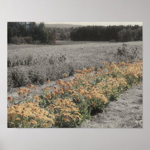 Flower Garden Vintage Partial Colour Poster