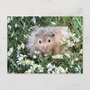 Flower hamster postcard