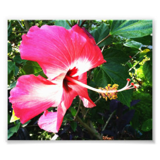 Flower in Bloom Pink Photo Print