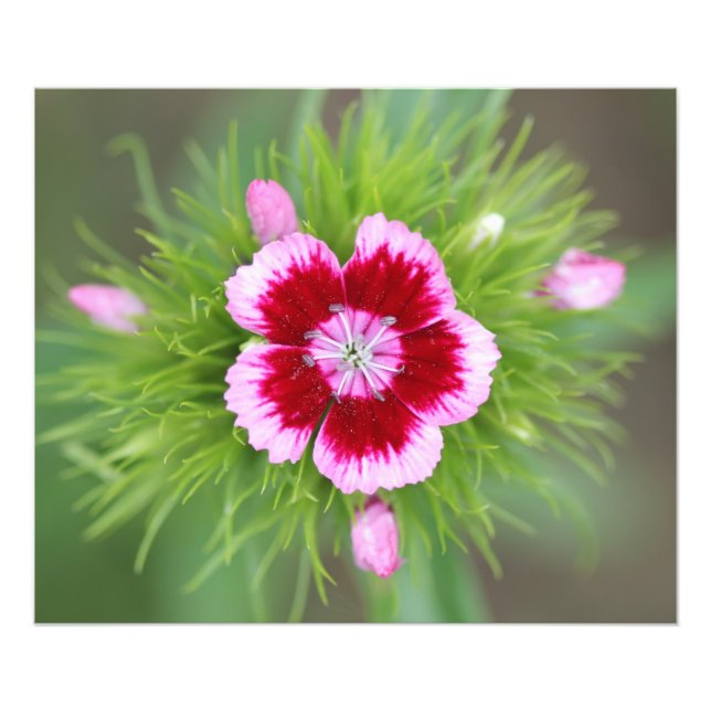 Flower in garden photo print (Front)