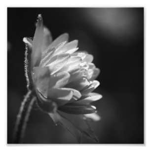 Flower In Sunlight Black And White 8x8 Photo Print