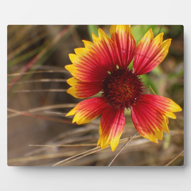 Flower in the Wind Plaque (Front)