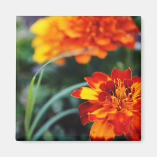 Flower Magnant Magnet