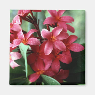 Flower Magnet