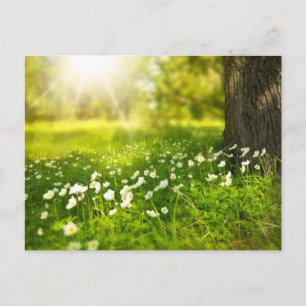 Flower Meadow Postcard